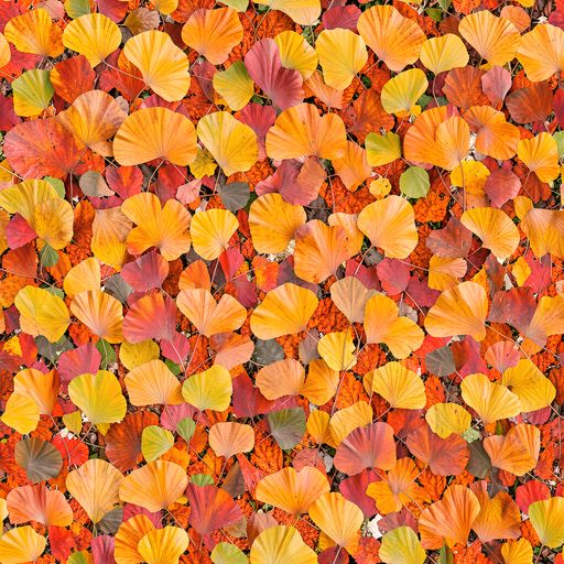 The Ember Ginkgo pattern