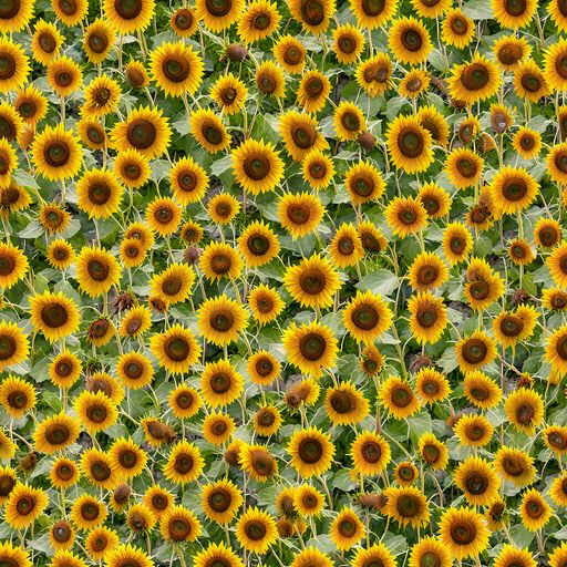 The Sunflower Solstice pattern