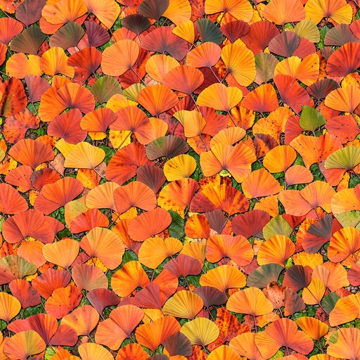 The Ginkgo Inferno pattern